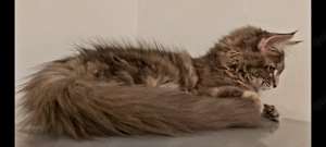 Maine-Coon-Kitten