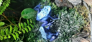 Suche Dentrobaten Tintorius Azureus