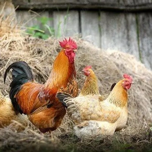 Spirituelle Wohn- und Lebensgemeinschaft in Deutschland für Erwachte Seelen