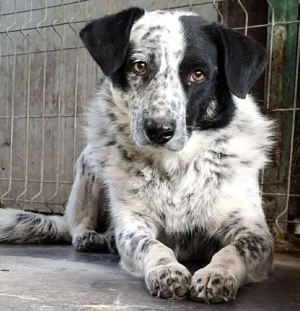 Tom - verängstigte Seele