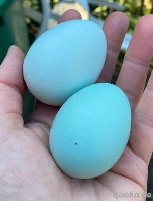 Blauleger Hennen und grünleger Hennen 