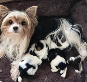 Yorkshire   Biewer Yorkshire