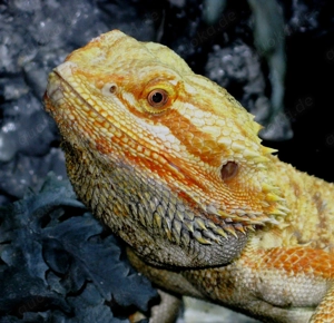 Farbintensive Bartagamen rot und citrus-rot Mix, ca. 25 - 28 cm (Versand möglich) Bild 6