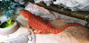 Farbintensive Bartagamen rot und citrus-rot Mix, ca. 25 - 28 cm (Versand möglich) Bild 7