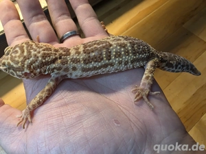 0.1 Leopardgecko 