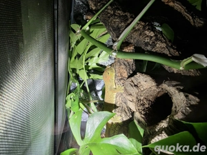1.0 Flechtengecko 