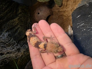 1.0 Nephrurus cinctus