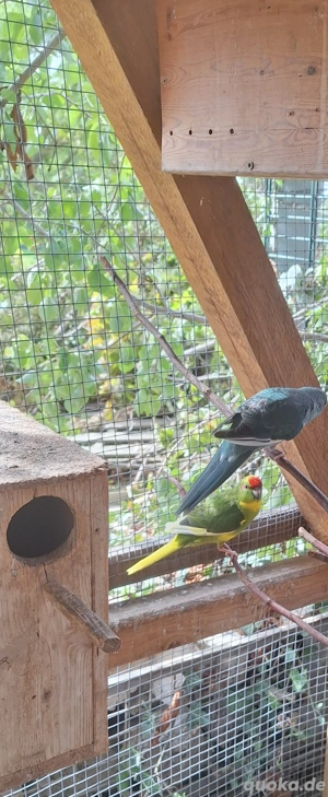 Ziegensittich von 2025