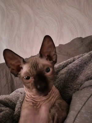 Kanadische Sphinxkatze