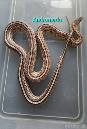 Kornnatter Anery Tessera