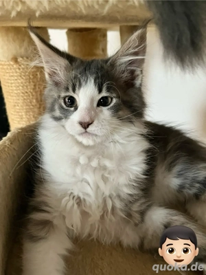 Reinrassige Maine Coon Babys