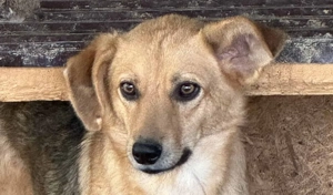 Alba G ca. 43 cm   das nette Hundemädchen