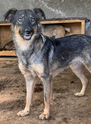 Trisha ca. 46 cm   die Neugierige