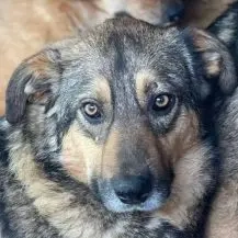 Armani ca. 47 cm   der treue Begleiter