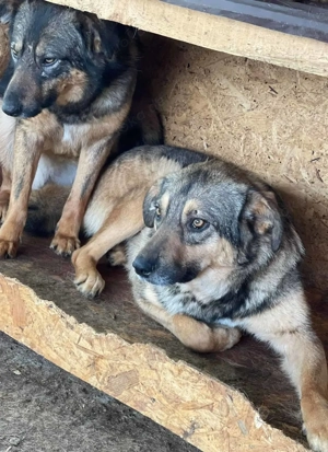 Armani ca. 47 cm   der treue Begleiter