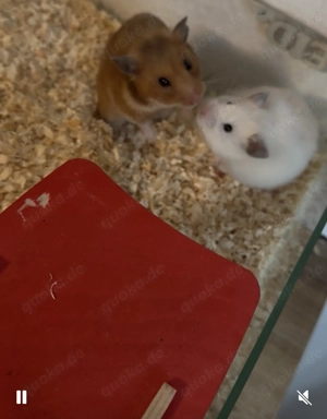 Hamster Baby   Teddy Hamster 