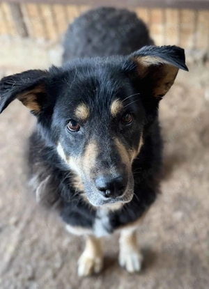 Ranger ca. 50 cm   wünscht sich ein buntes Leben