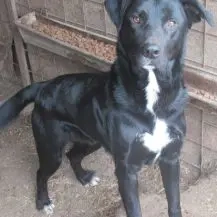 Devis ca. 53 cm   ein Abenteurer