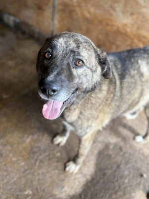 Rory P ca. 50 cm   der Gutmütige