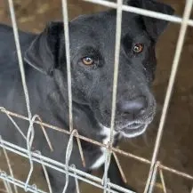 Kalli W ca. 55 cm   der Anhängliche