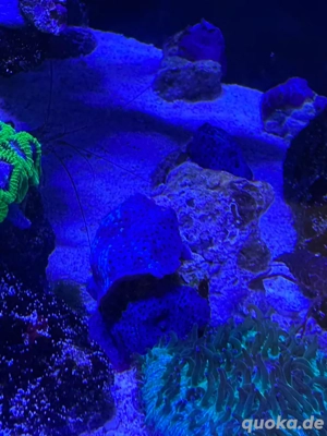 Blaue Scheibenanemonen