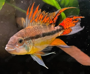 Kakadu Zwergbuntbarsch Apistogramma Cacatuoides Nachzucht NZ