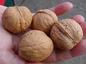 Walnüsse, regionale, heimische, schöne , saubere, große Nüsse abzugeben.