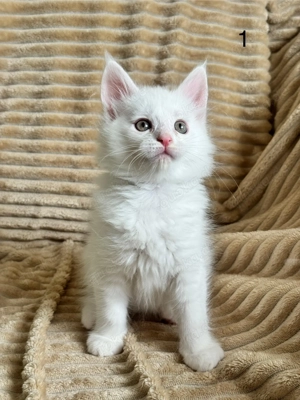 Reinrassige Maine Coon kitten  XL