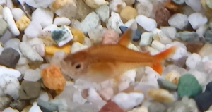 Funkensalmler, Feuertetra