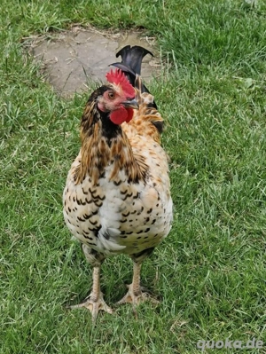 Jungen Hahn abzugeben