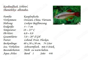 Kardinalfisch, schleier Bild 2