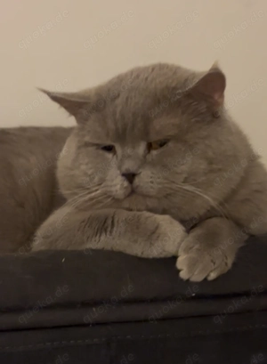 Kein Verkauf Reinrassiger lilac BKH-Deckkater Bild 2