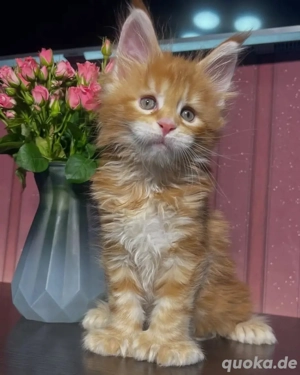 Männliches und weibliches Maine Coon