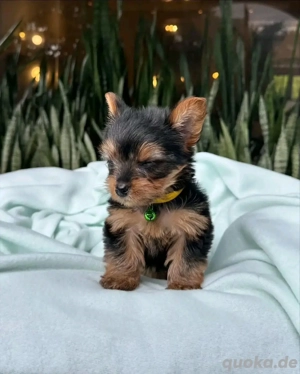 puppies available available for adoption, loving home needed