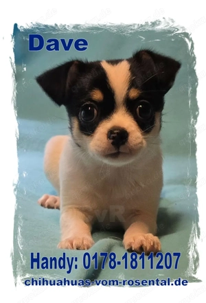 Wunderschöner Chihuahua Welpe aus langjähriger Zucht!