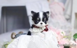 Cute & Cuddly Puppies Looking for Forever Home