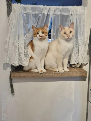 2 Kater in liebvolle Hände abzugeben 