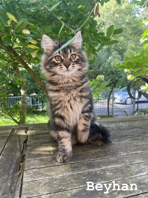 Reinrassige Sibirische-Waldkatzen-Kitten mit Stammbaum