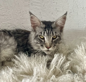 Typvoller Maine Coon Kater 