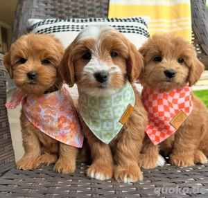 Golden doodle welpen