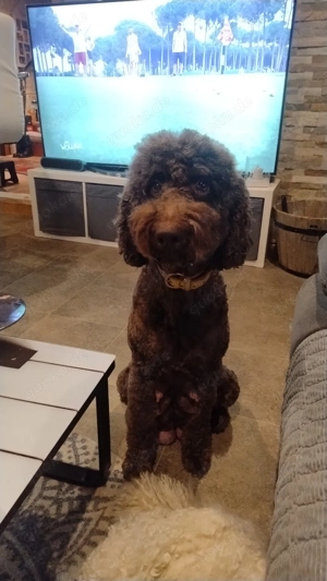 Labradoodle F1BB Welpen Bild 3