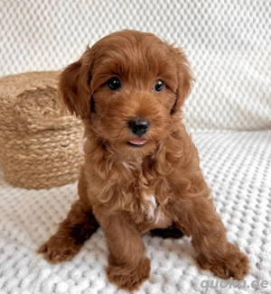 Cavapoo mini welpen