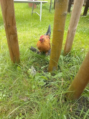 Zwergen Huhn   Hahn 
