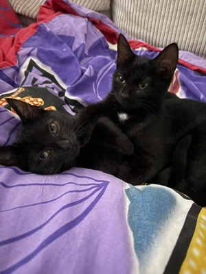 Süße schwarze Katzen