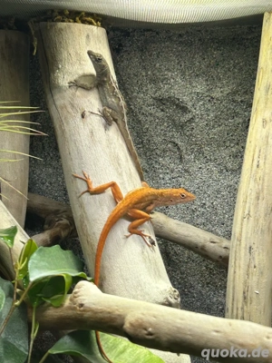 Anolis Sagrei 1.1 