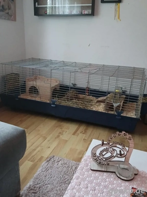 meerschweinchen käfig