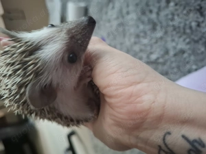 Afrikanische Weißbauchigel  Bild 6