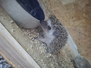 Afrikanische Weißbauchigel  Bild 5