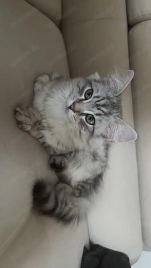 British Langhaar Katze