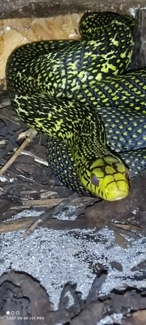 Elaphe carinata high yellow cb25 